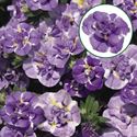 Bild von Calibrachoa double P12 Loopy Lavender